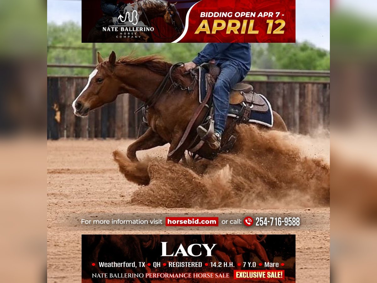 American Quarter Horse Stute 7 Jahre 147 cm in Weatherford, TX