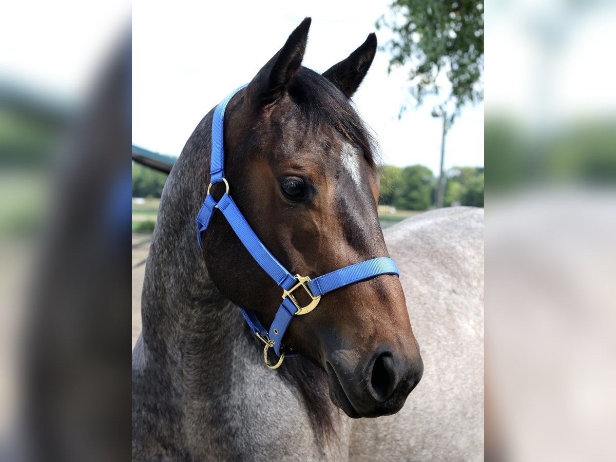 American Quarter Horse Stute 7 Jahre 148 cm Roan-Bay in Wiesenaue