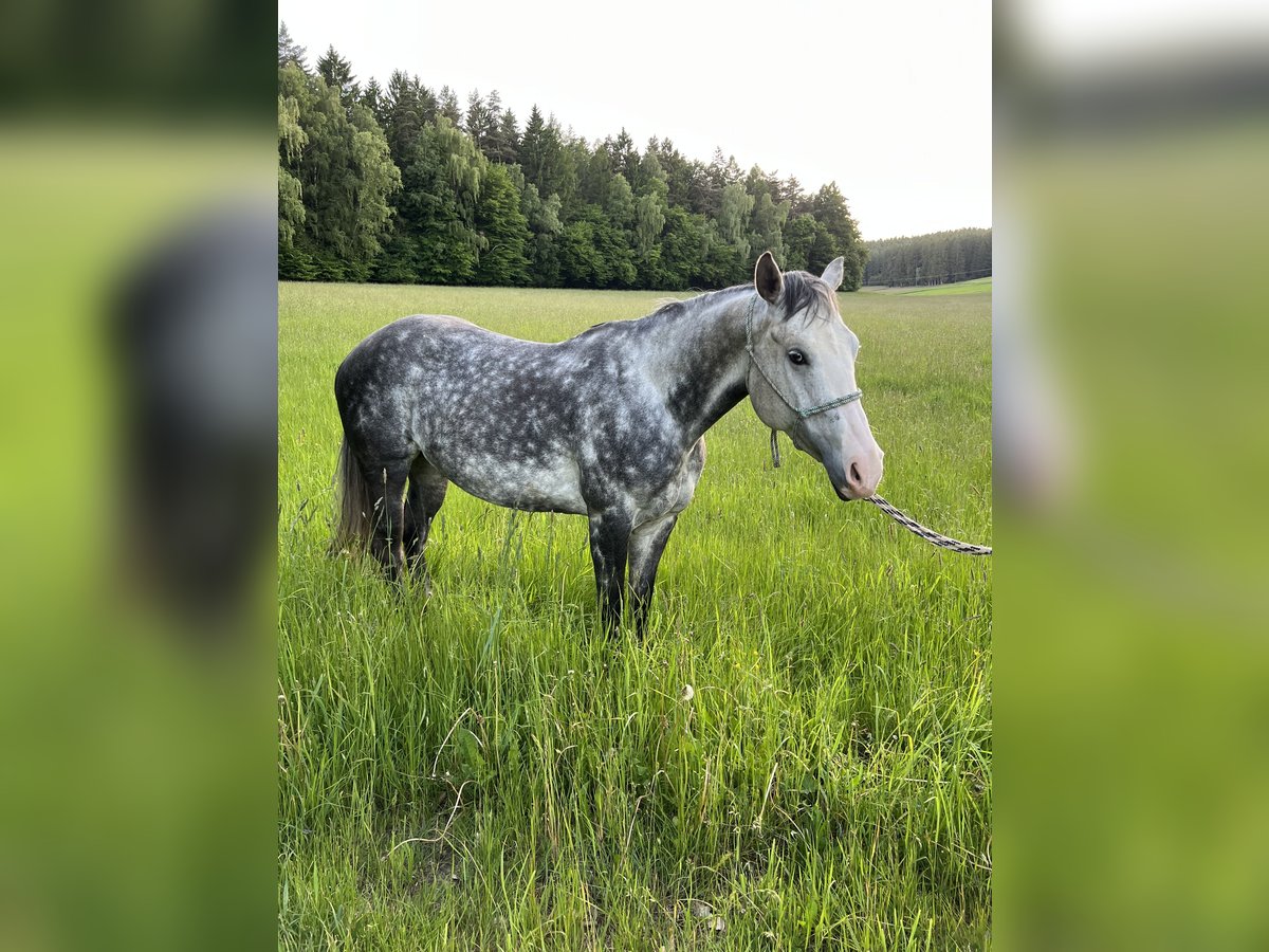 American Quarter Horse Stute 7 Jahre 150 cm Apfelschimmel in Tiefenbach