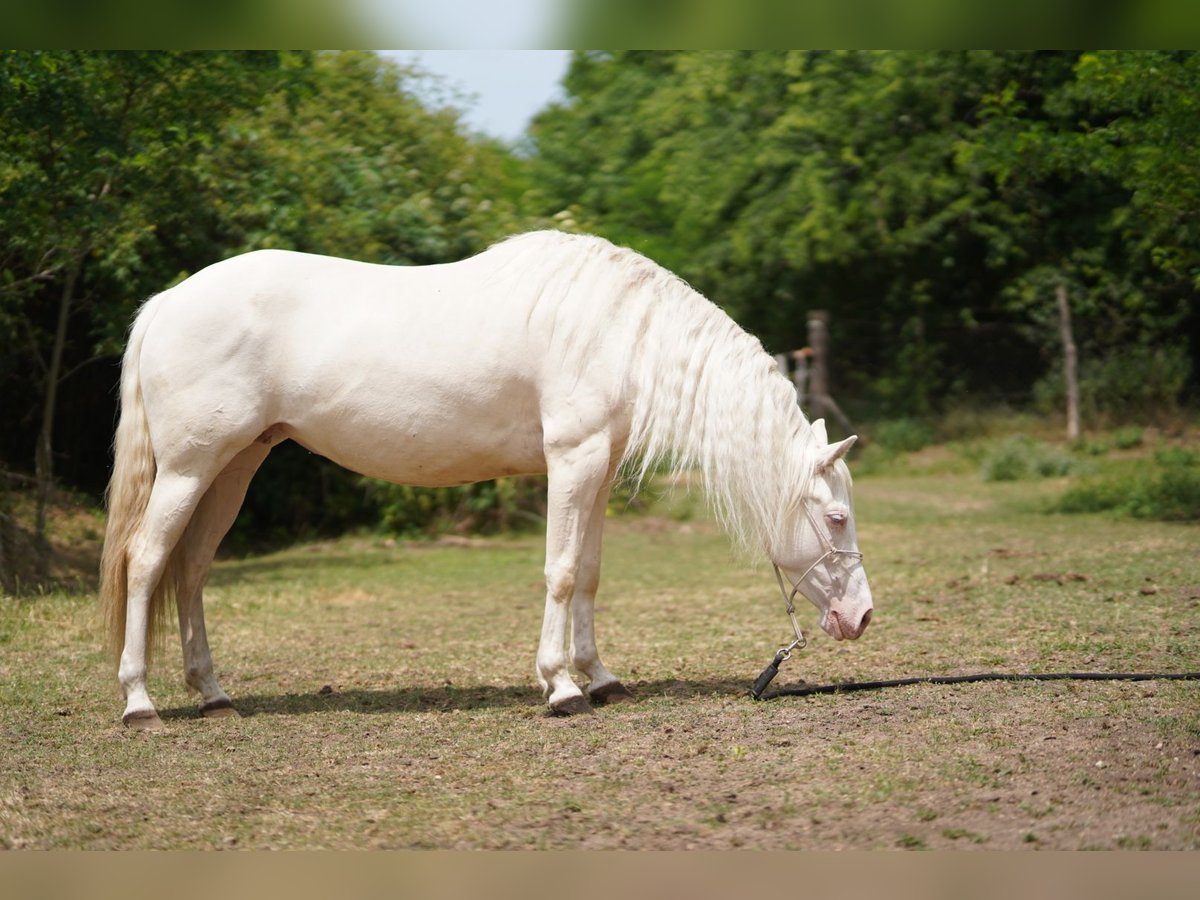American Quarter Horse Stute 7 Jahre 150 cm Cremello in P&#xE1;kozd