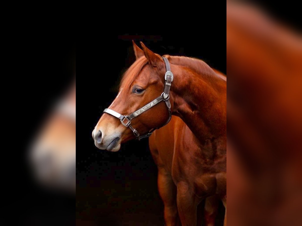 American Quarter Horse Stute 7 Jahre 150 cm Fuchs in Vorstenbosch