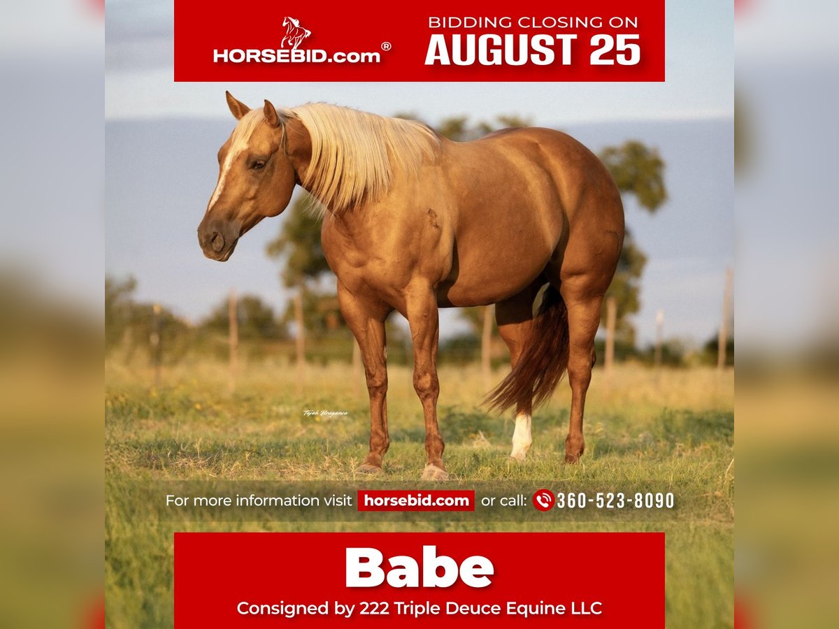 American Quarter Horse Stute 7 Jahre 150 cm Palomino in Cisco