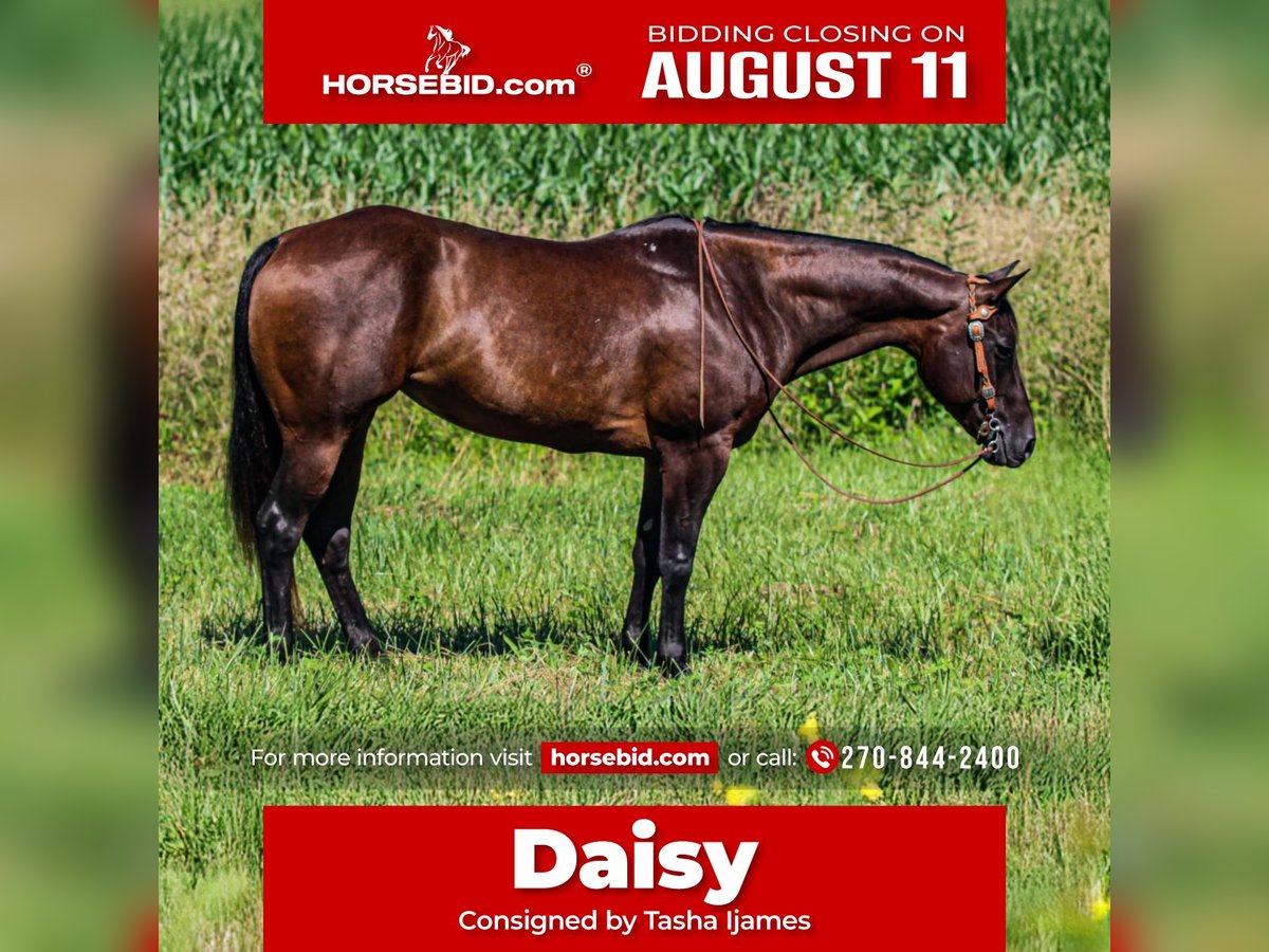 American Quarter Horse Stute 7 Jahre 152 cm Dunkelbrauner in Henderson, KY