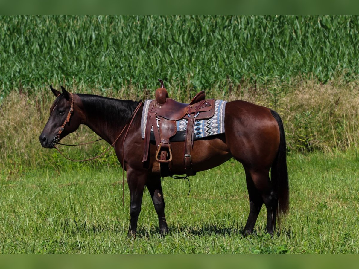 American Quarter Horse Stute 7 Jahre 152 cm Rotbrauner in Henderson