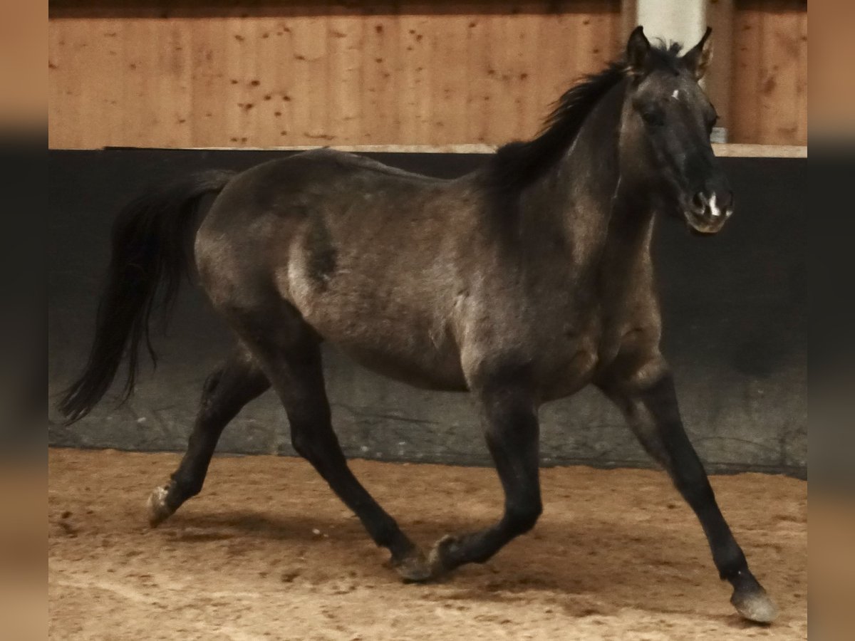 American Quarter Horse Stute 7 Jahre 153 cm Grullo in Weißenhorn