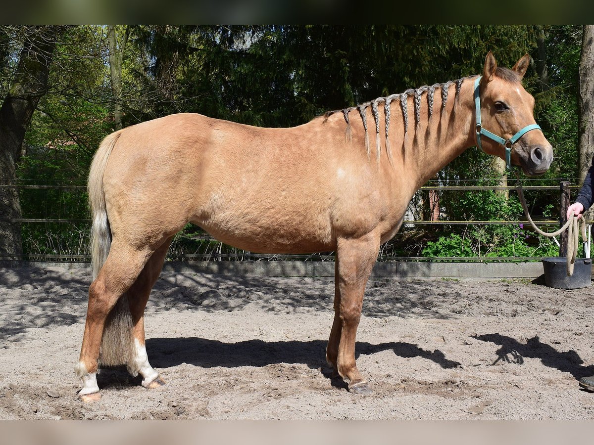 American Quarter Horse Stute 7 Jahre 154 cm Dunalino in Groningen