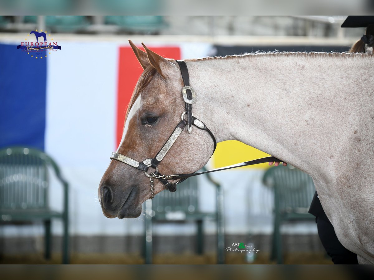 American Quarter Horse Stute 7 Jahre 156 cm Roan-Red in Erligheim