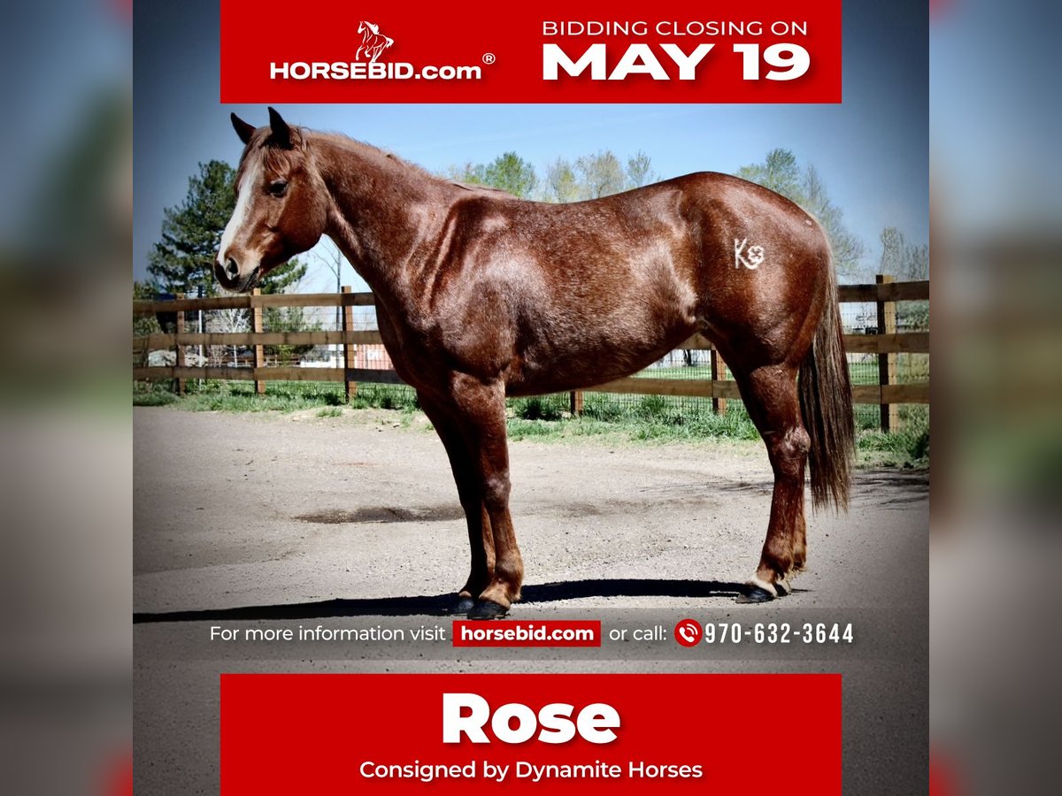 American Quarter Horse Stute 7 Jahre 157 cm Roan-Red in Fort Collins, CO