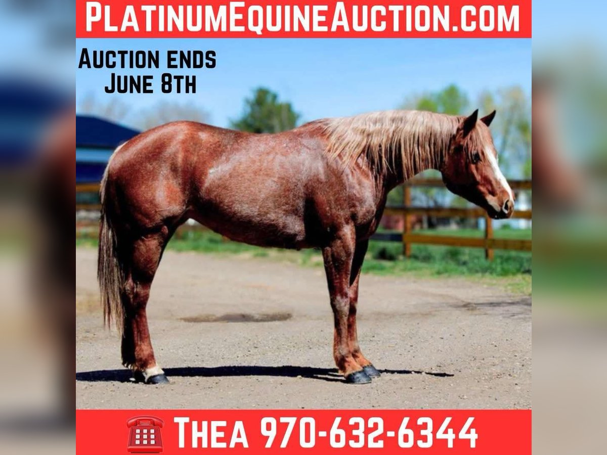 American Quarter Horse Stute 7 Jahre 157 cm Roan-Red in Fort Collins CO