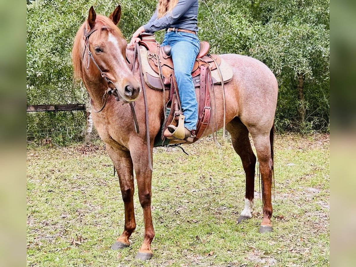 American Quarter Horse Stute 7 Jahre 157 cm Roan-Red in Citra