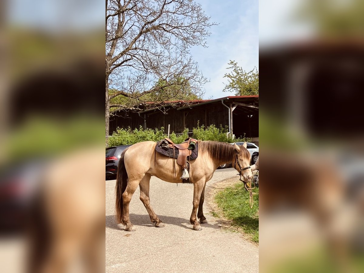 American Quarter Horse Mix Stute 7 Jahre 158 cm Champagne in Oberndorf American Quarter Horse Mix Stute 7 Jahre 158 cm Champagne in Oberndorf