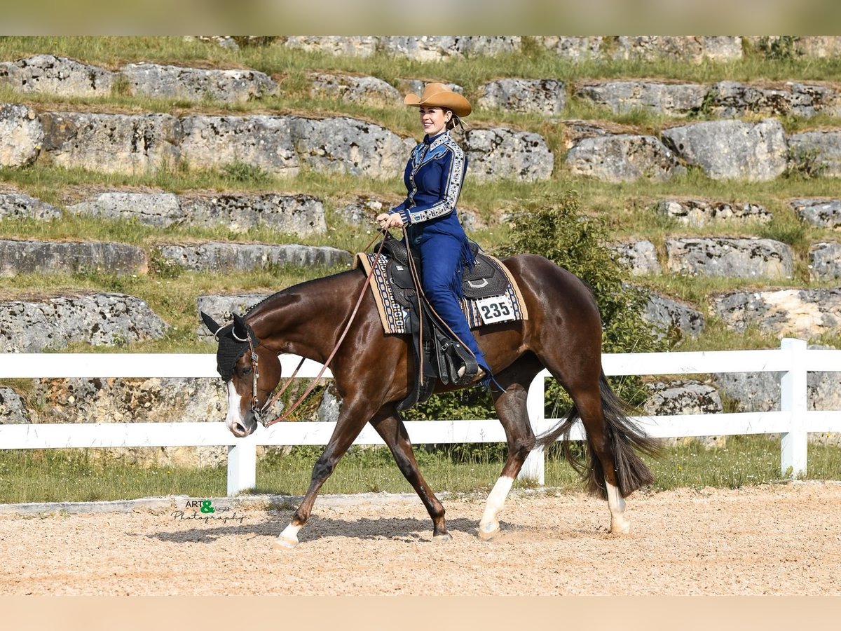 American Quarter Horse, Stute in Winterbach