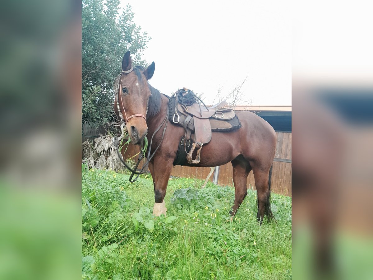 American Quarter Horse Stute 7 Jahre 160 cm Hellbrauner in Mesagne