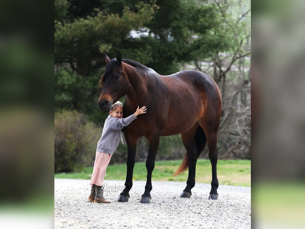 American Quarter Horse Stute 7 Jahre Dunkelbrauner in Millersburg