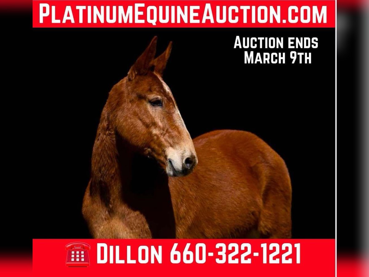 American Quarter Horse Stute 7 Jahre Dunkelfuchs in Carrolton MO