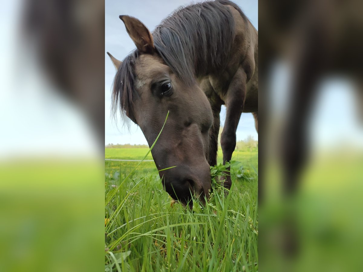 American Quarter Horse Stute 7 Jahre Grullo in Heilsbronn