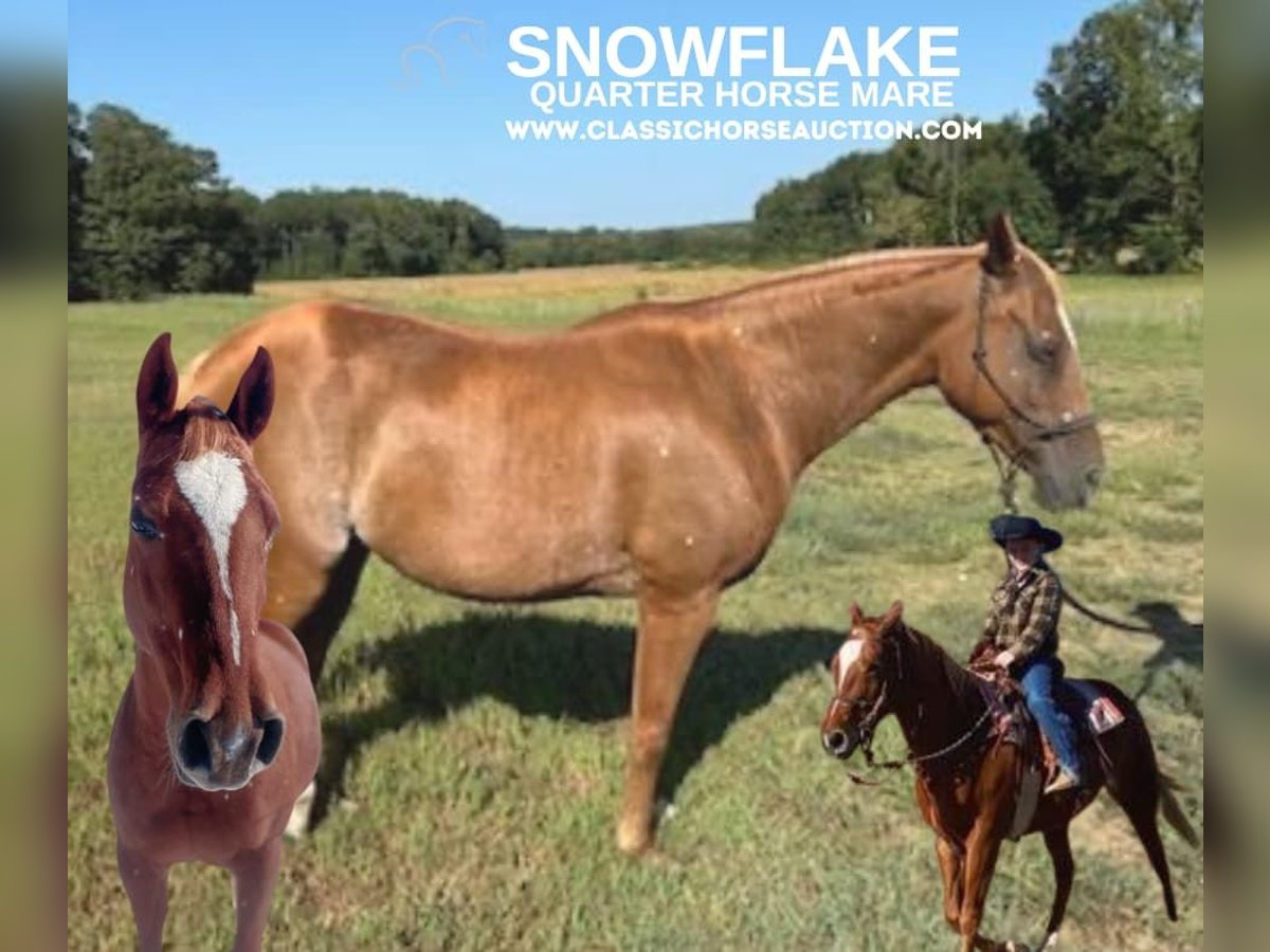 American Quarter Horse Stute 8 Jahre 142 cm Dunkelfuchs in Clarksburg, TN