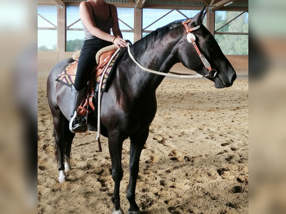 American Quarter Horse Stute 8 Jahre 144 cm Rappe in Memmingen