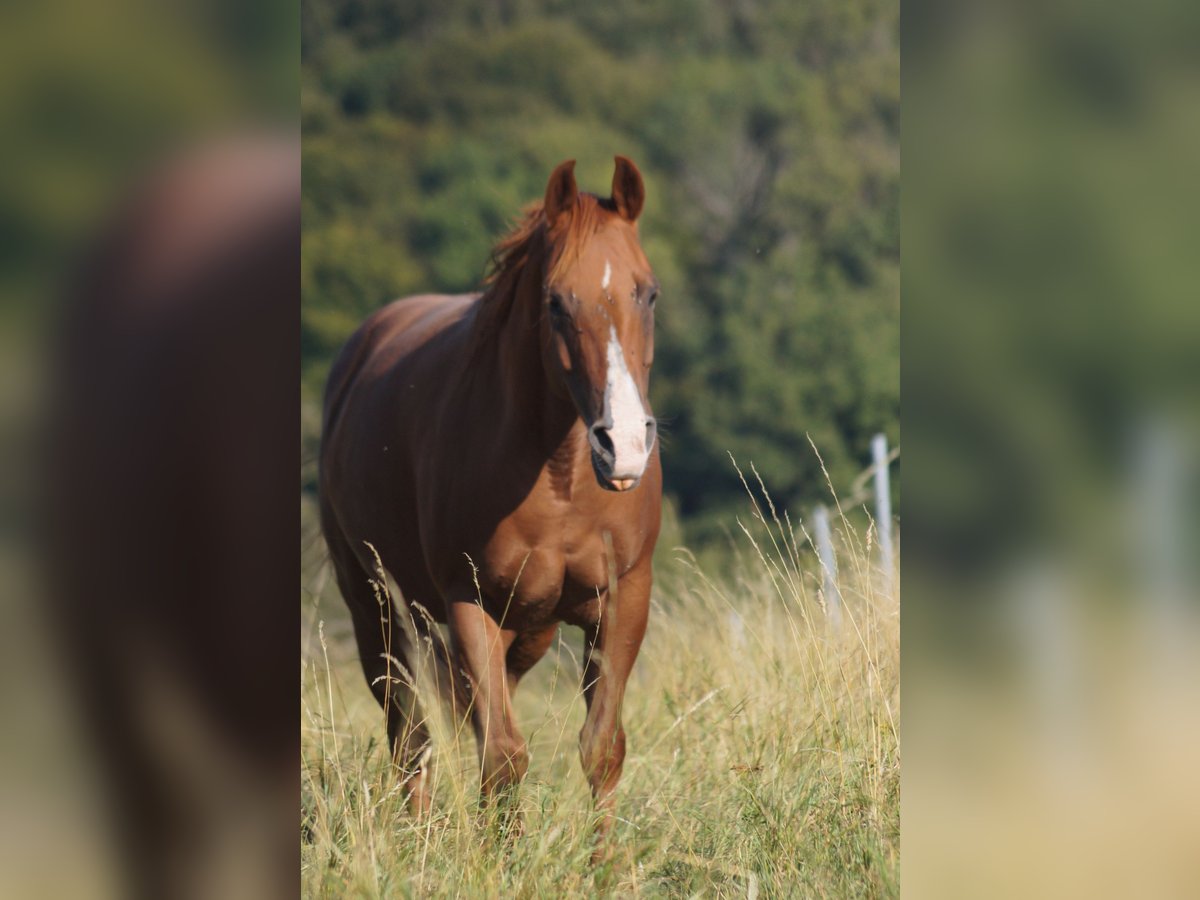 American Quarter Horse Stute 8 Jahre 146 cm Fuchs in Mansfeld