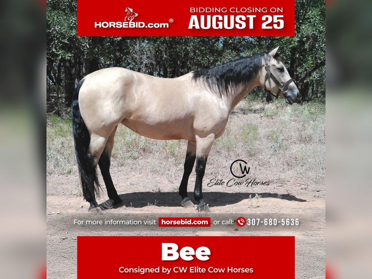 American Quarter Horse Stute 8 Jahre 150 cm Buckskin in Healdton