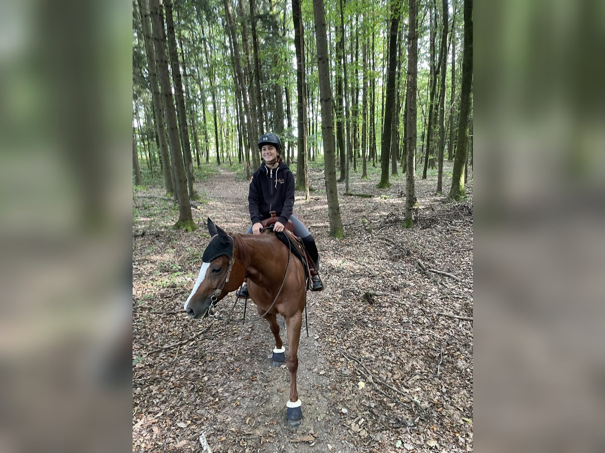 American Quarter Horse Stute 8 Jahre 150 cm Fuchs in Sinzing