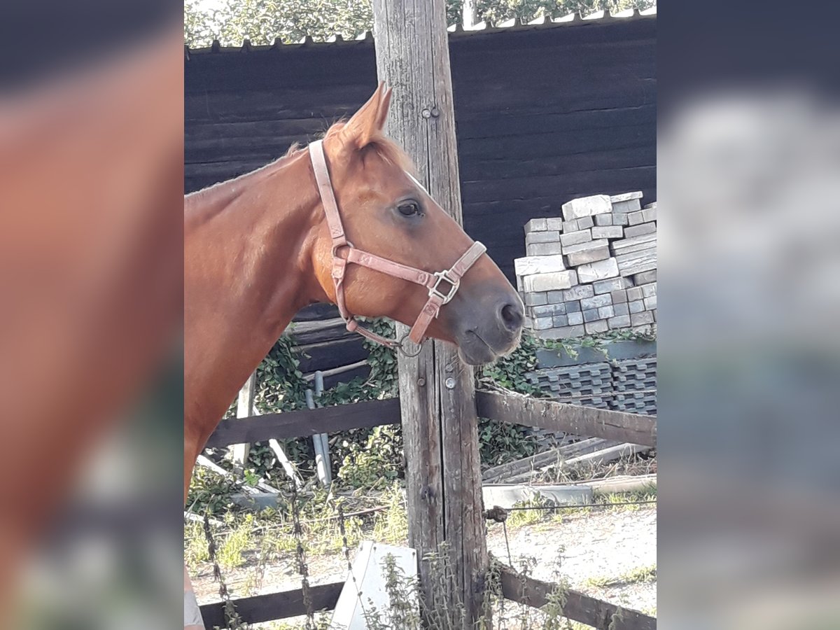 American Quarter Horse Stute 8 Jahre 150 cm Fuchs in Straelen