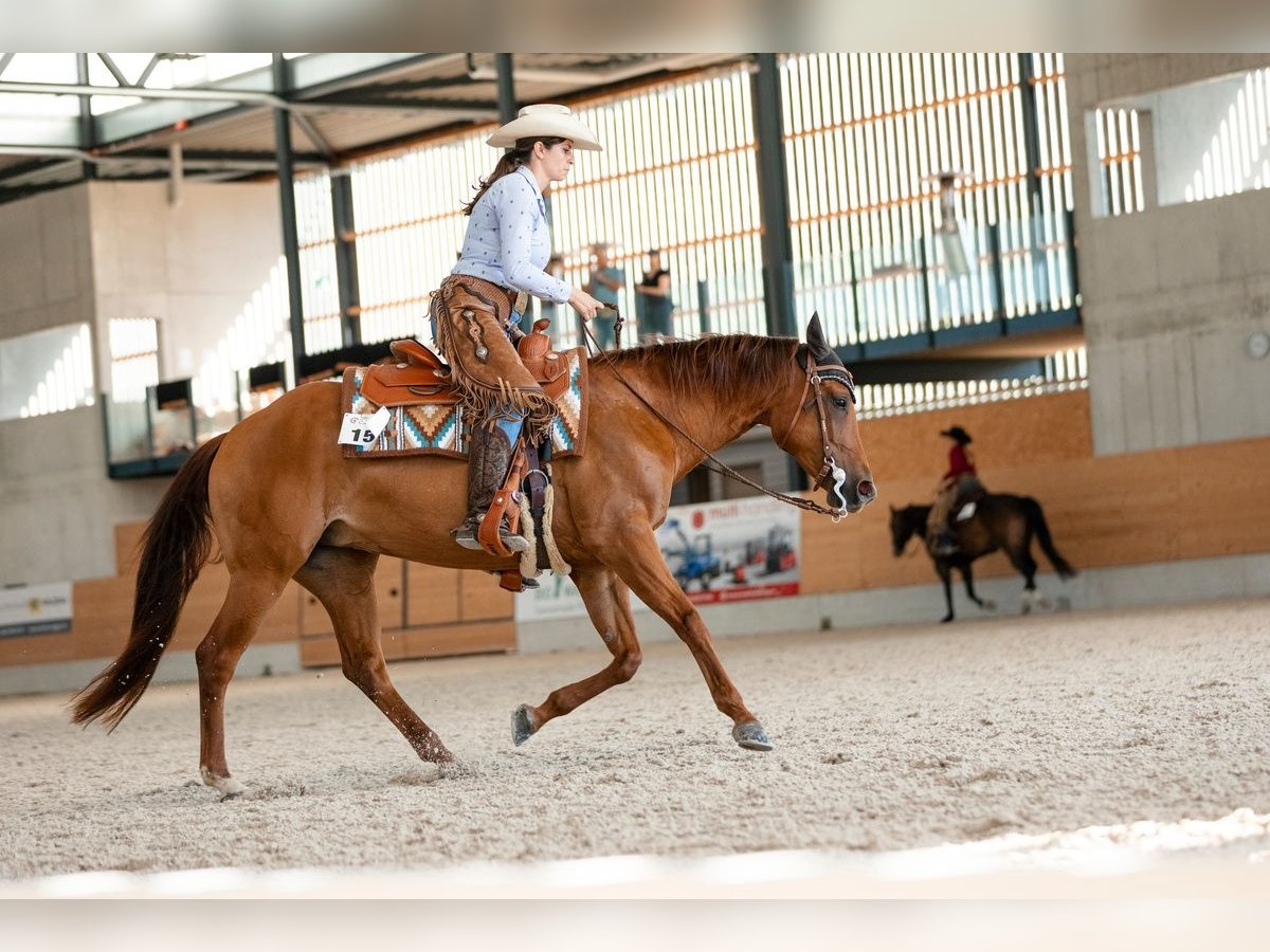 American Quarter Horse Stute 8 Jahre 151 cm Fuchs in Heimenschwand