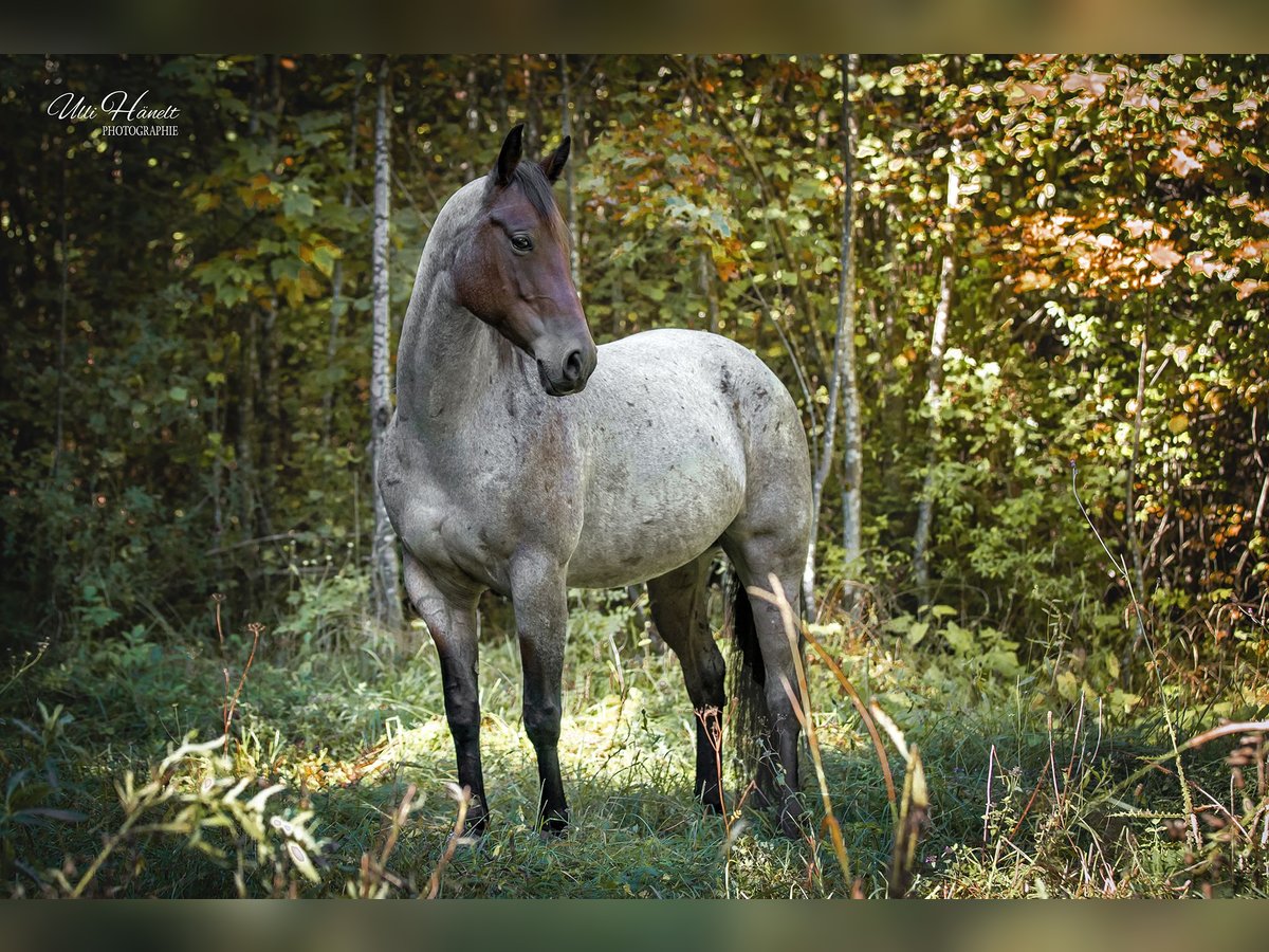 American Quarter Horse Stute 8 Jahre 152 cm Roan-Bay in Schliersee