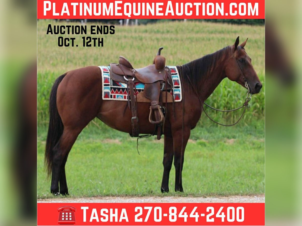 American Quarter Horse Stute 8 Jahre 152 cm Rotbrauner in Henderson KY