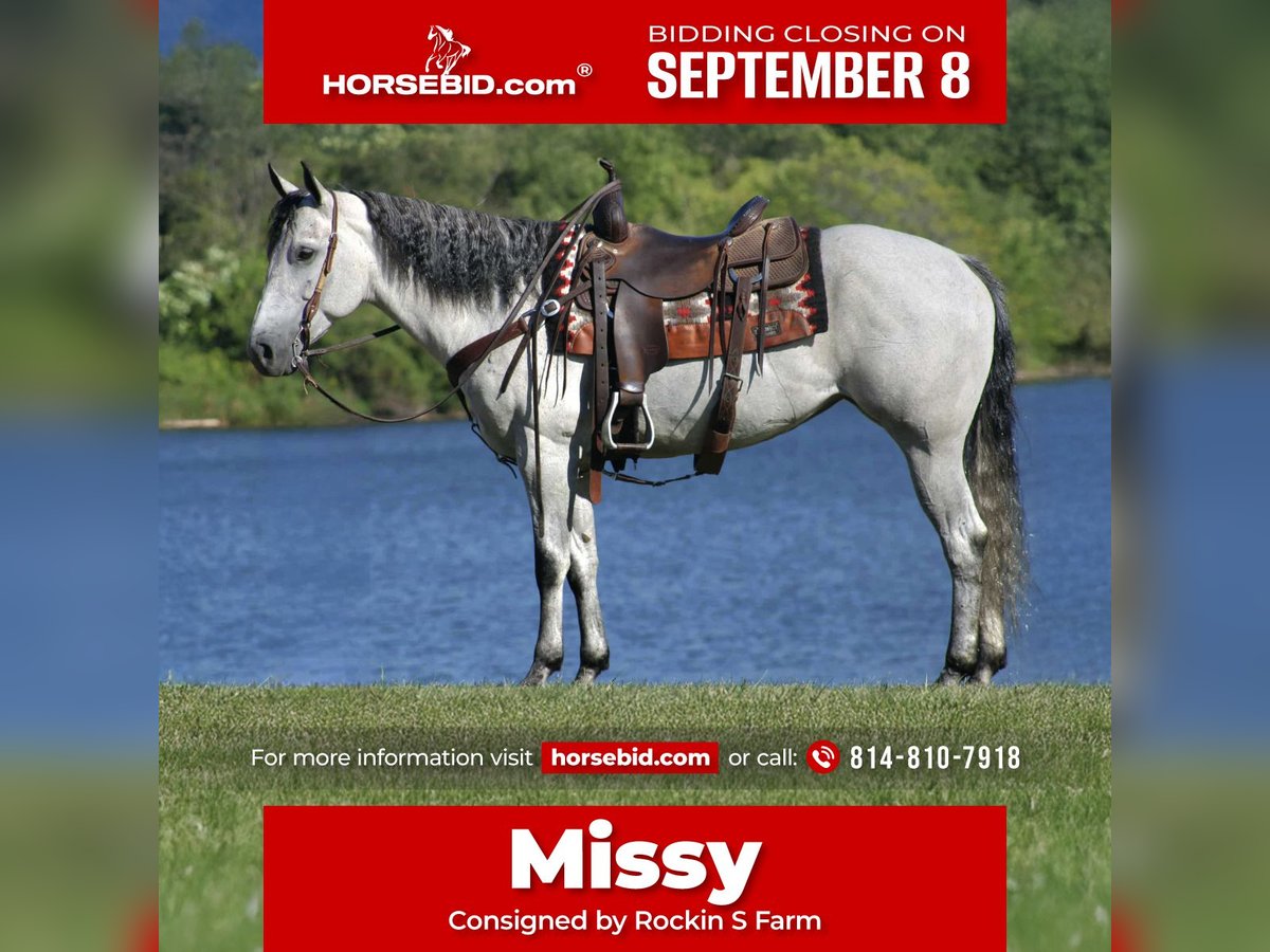 American Quarter Horse Stute 8 Jahre 152 cm Schimmel in Rebersburg