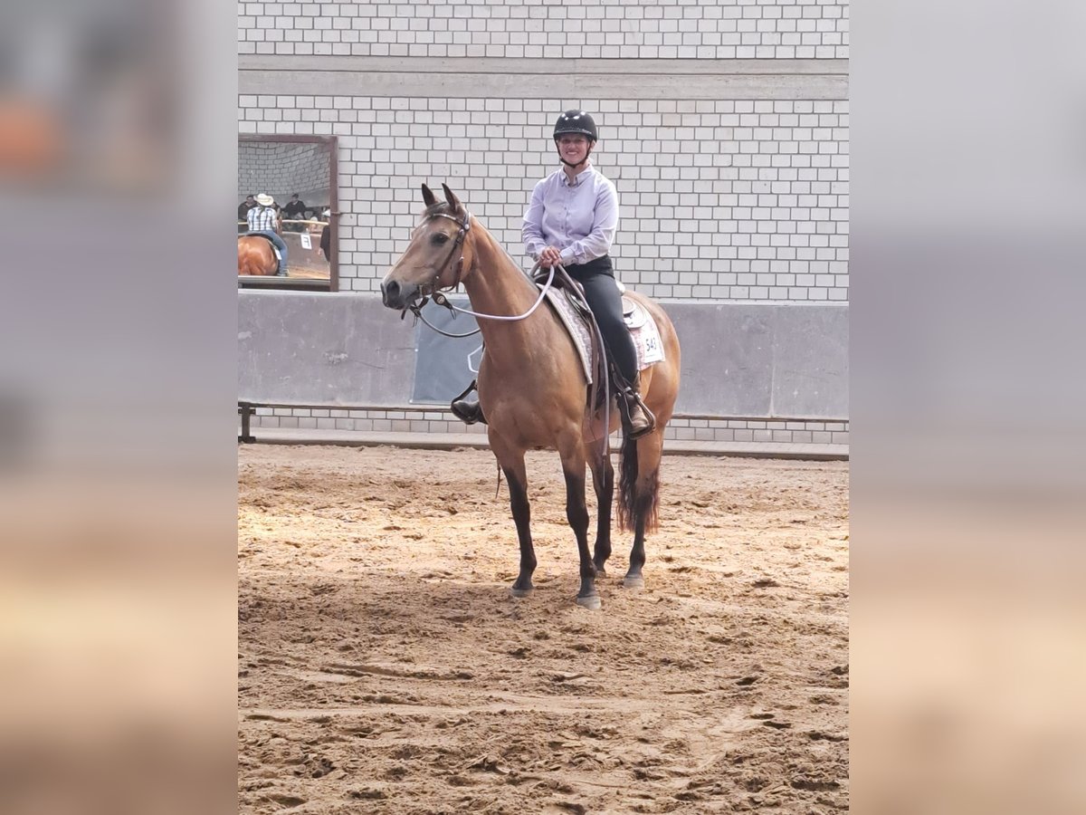 American Quarter Horse Stute 8 Jahre 154 cm Buckskin in Raesfeld