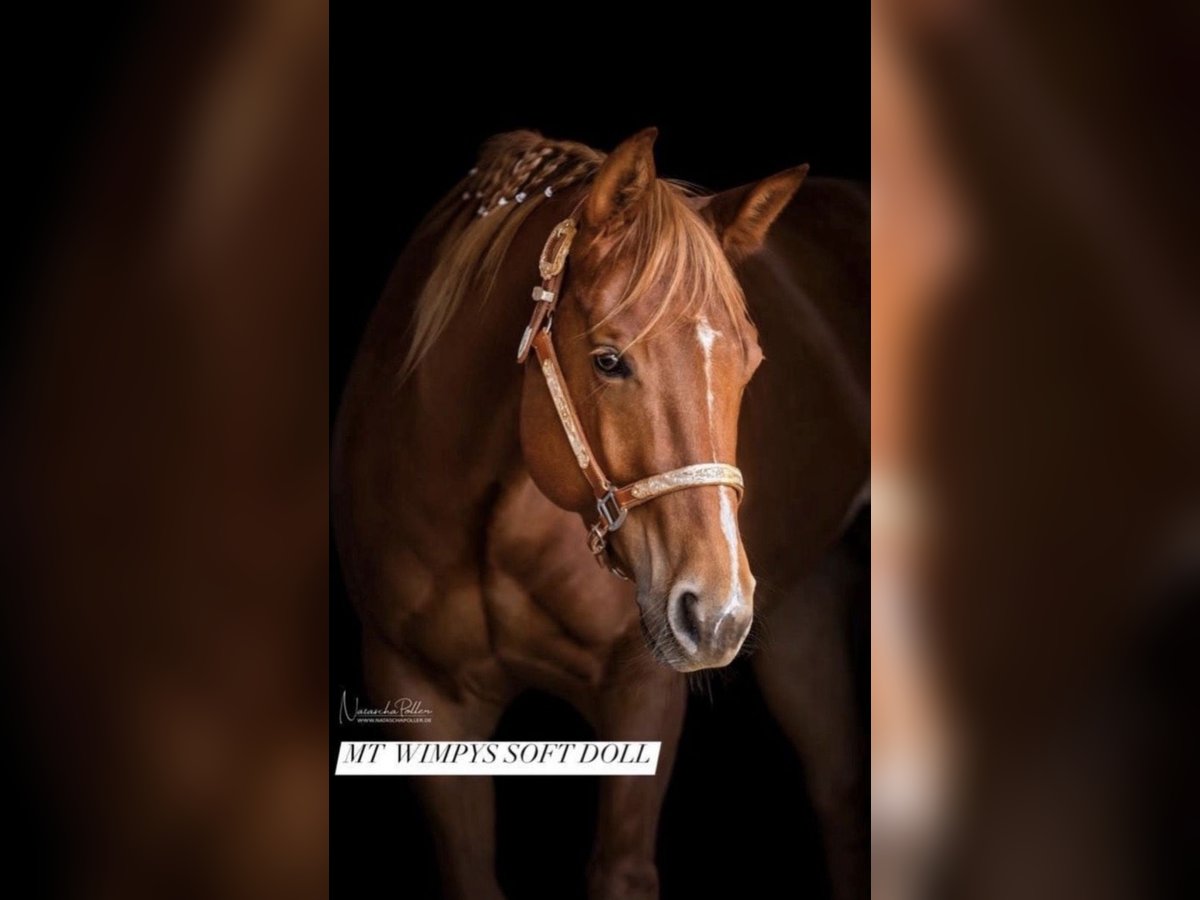 American Quarter Horse Stute 8 Jahre 155 cm Fuchs in Kevelaer