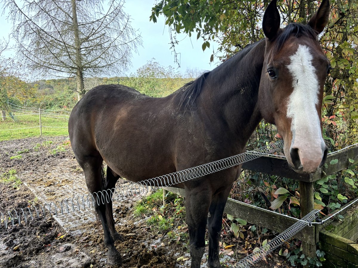 American Quarter Horse Mix Stute 8 Jahre 163 cm Brauner in Alsting