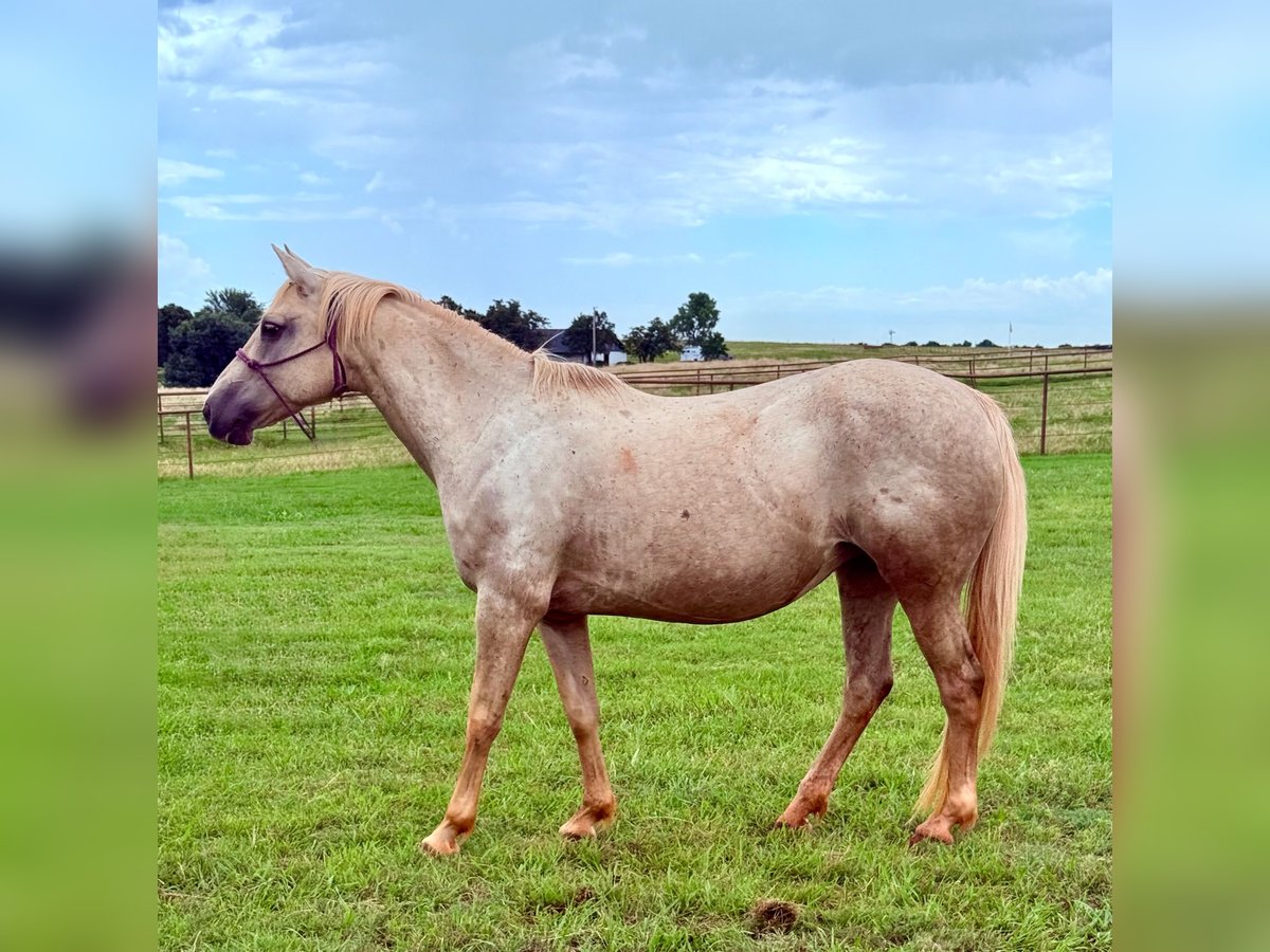 American Quarter Horse Stute 8 Jahre 163 cm Palomino in Crescent