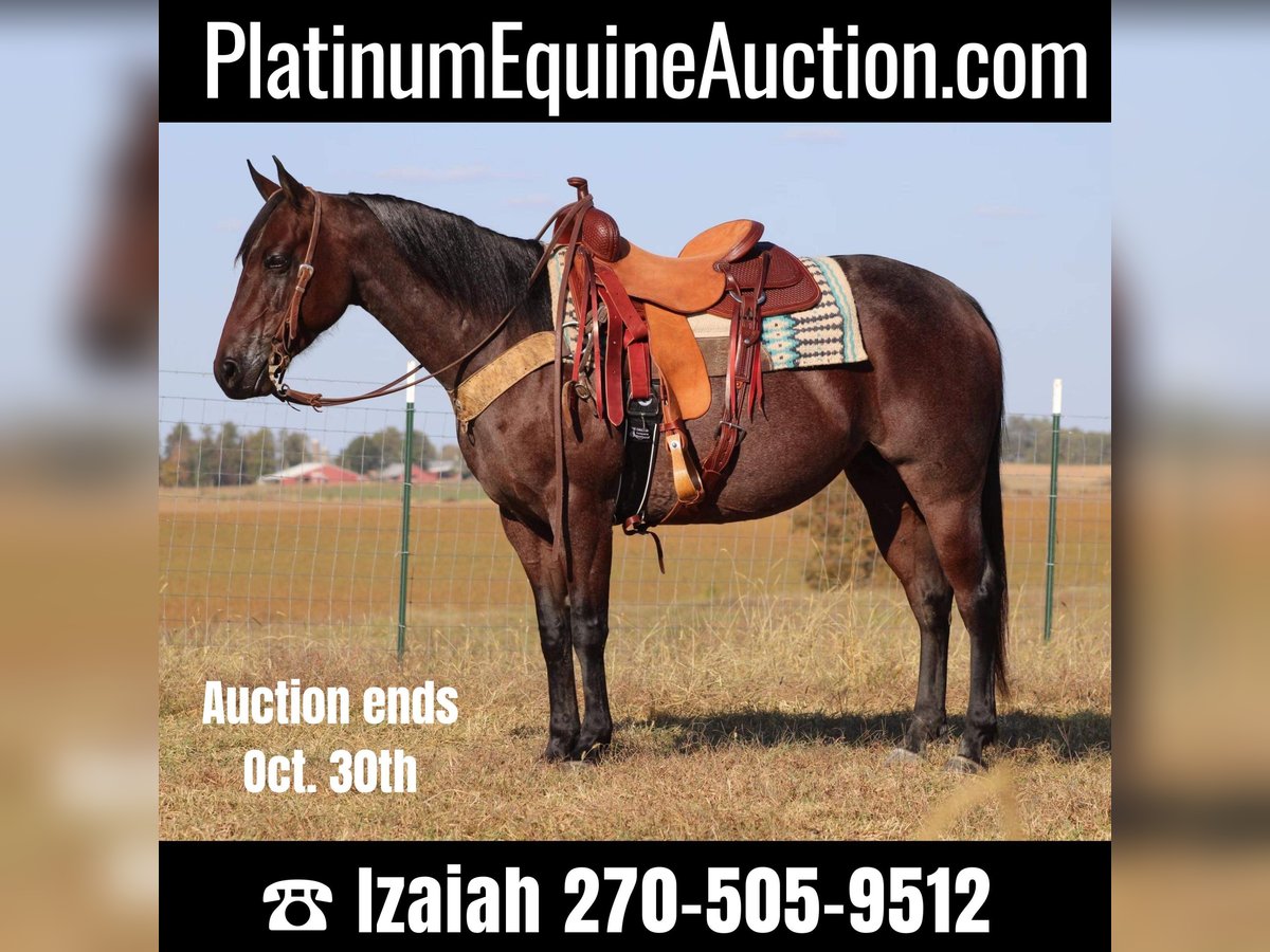 American Quarter Horse Stute 8 Jahre Roan-Bay in Sonora KY