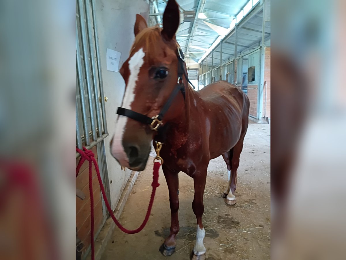 American Quarter Horse Stute 8 Jahre Rotfuchs in Longview , Texas American Quarter Horse Stute 8 Jahre Rotfuchs in Longview , Texas