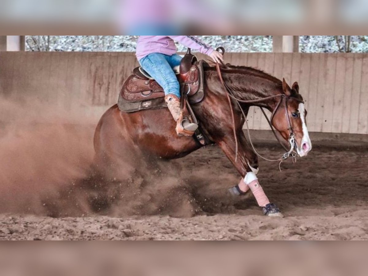 American Quarter Horse Stute 9 Jahre 146 cm Fuchs in B&#xFC;ttelborn