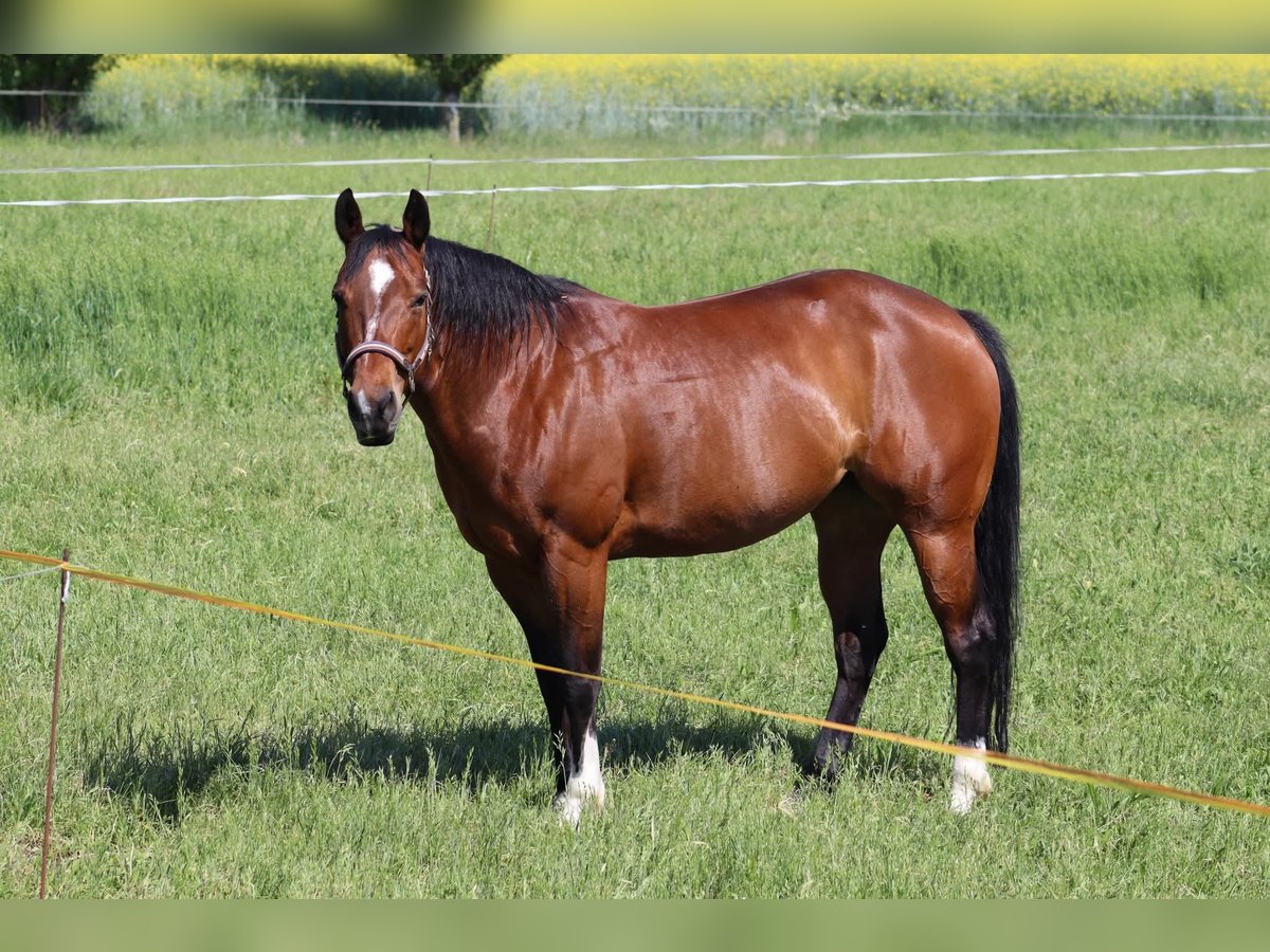 American Quarter Horse Stute 9 Jahre 148 cm in Hurbanovo