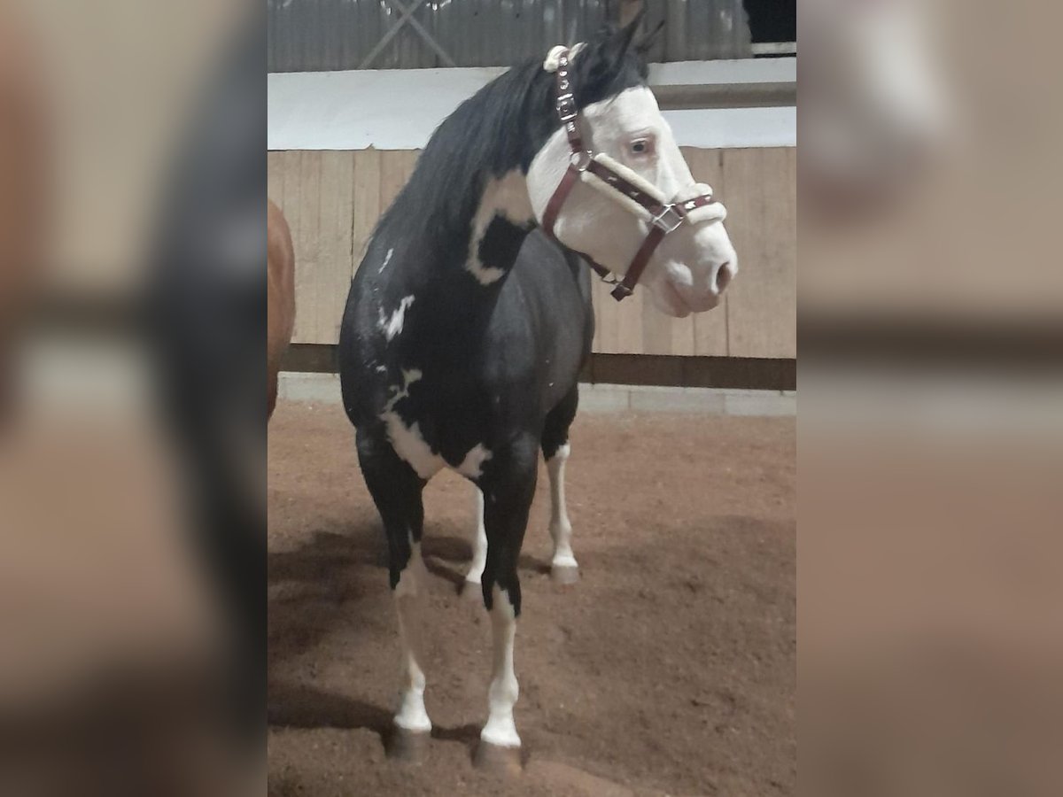 American Quarter Horse Stute 9 Jahre 148 cm Overo-alle-Farben in Winterlingen