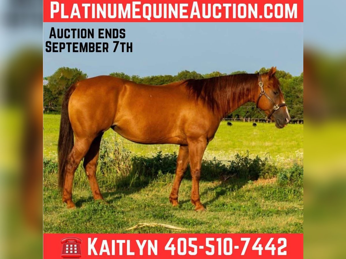 American Quarter Horse Stute 9 Jahre 150 cm Dunkelfuchs in Elk City OK