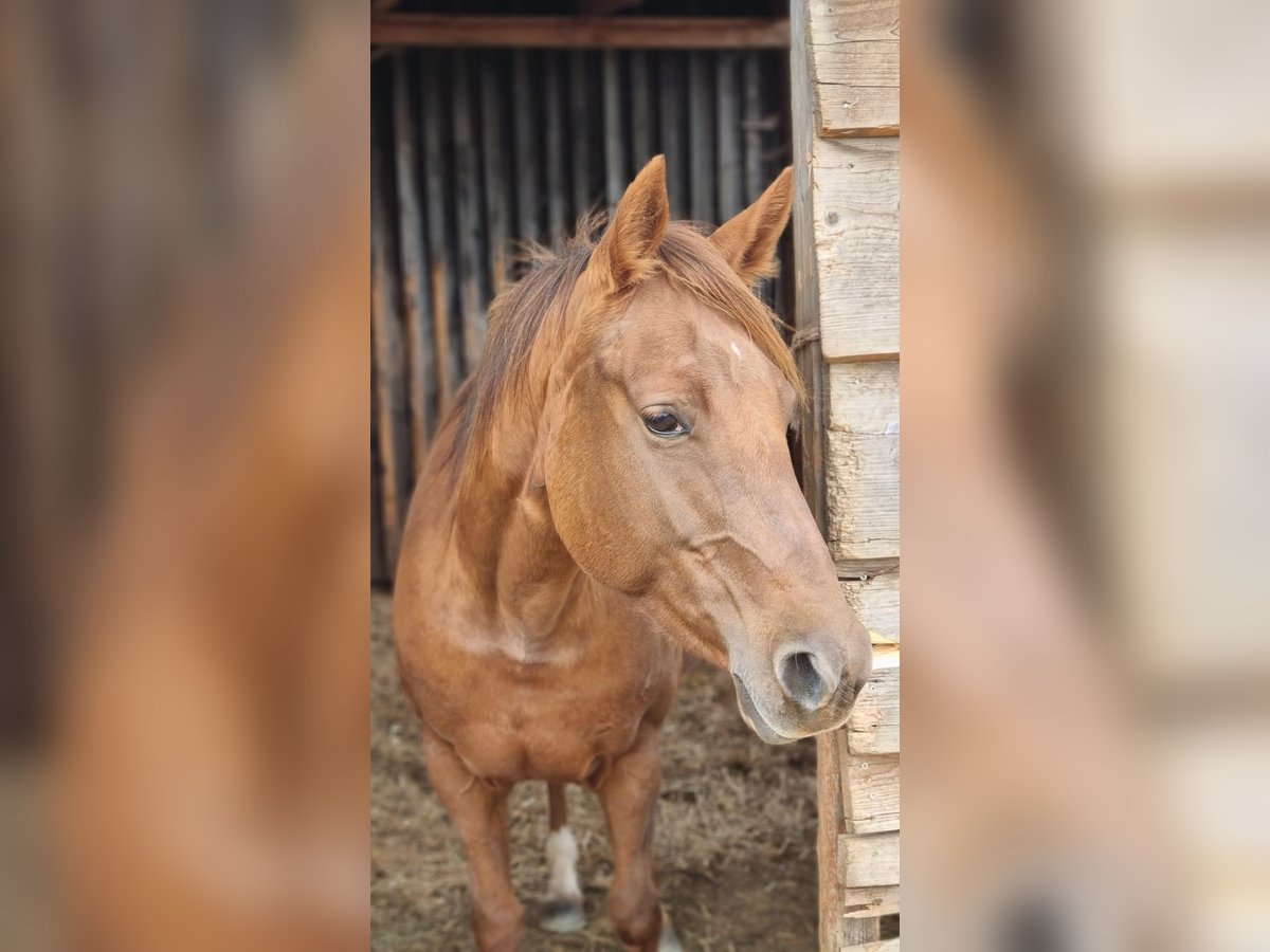 American Quarter Horse Stute 9 Jahre 150 cm Fuchs in Zell