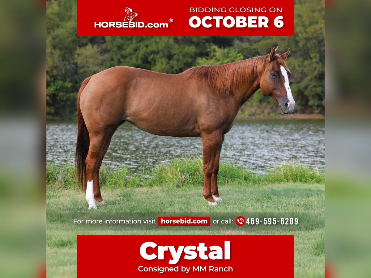 American Quarter Horse Stute 9 Jahre 150 cm Red Dun in Forney