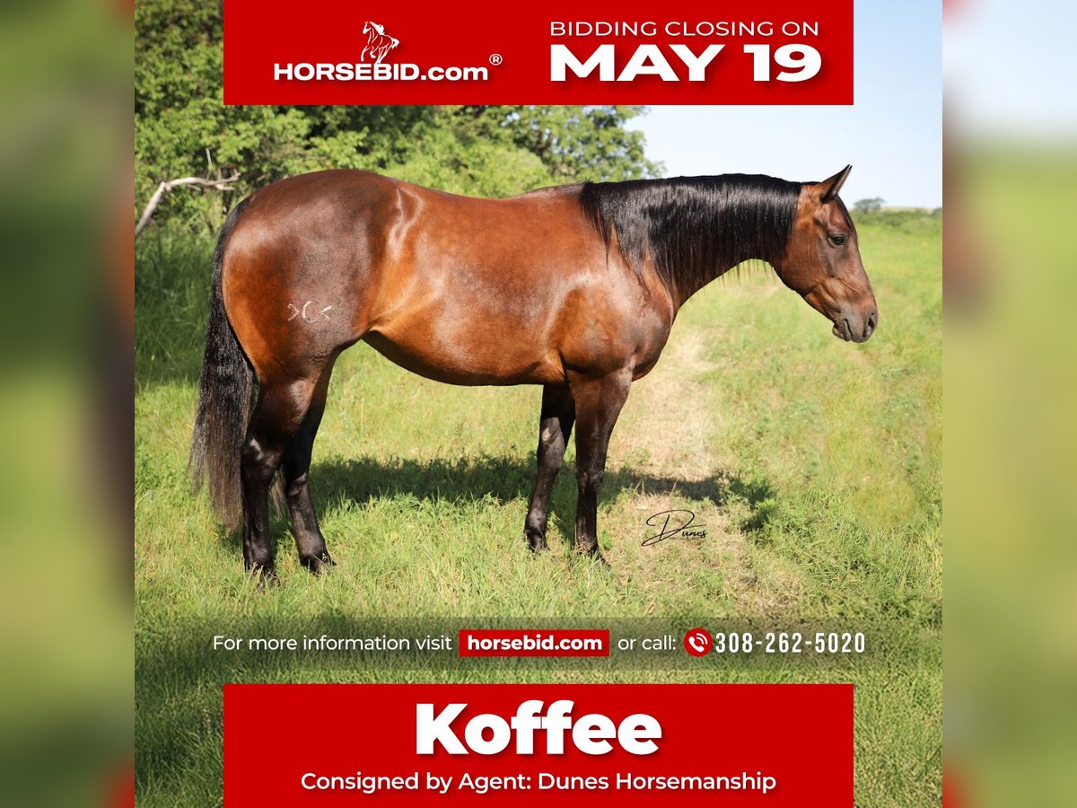 American Quarter Horse Stute 9 Jahre 152 cm Rotbrauner in Thedford, NE