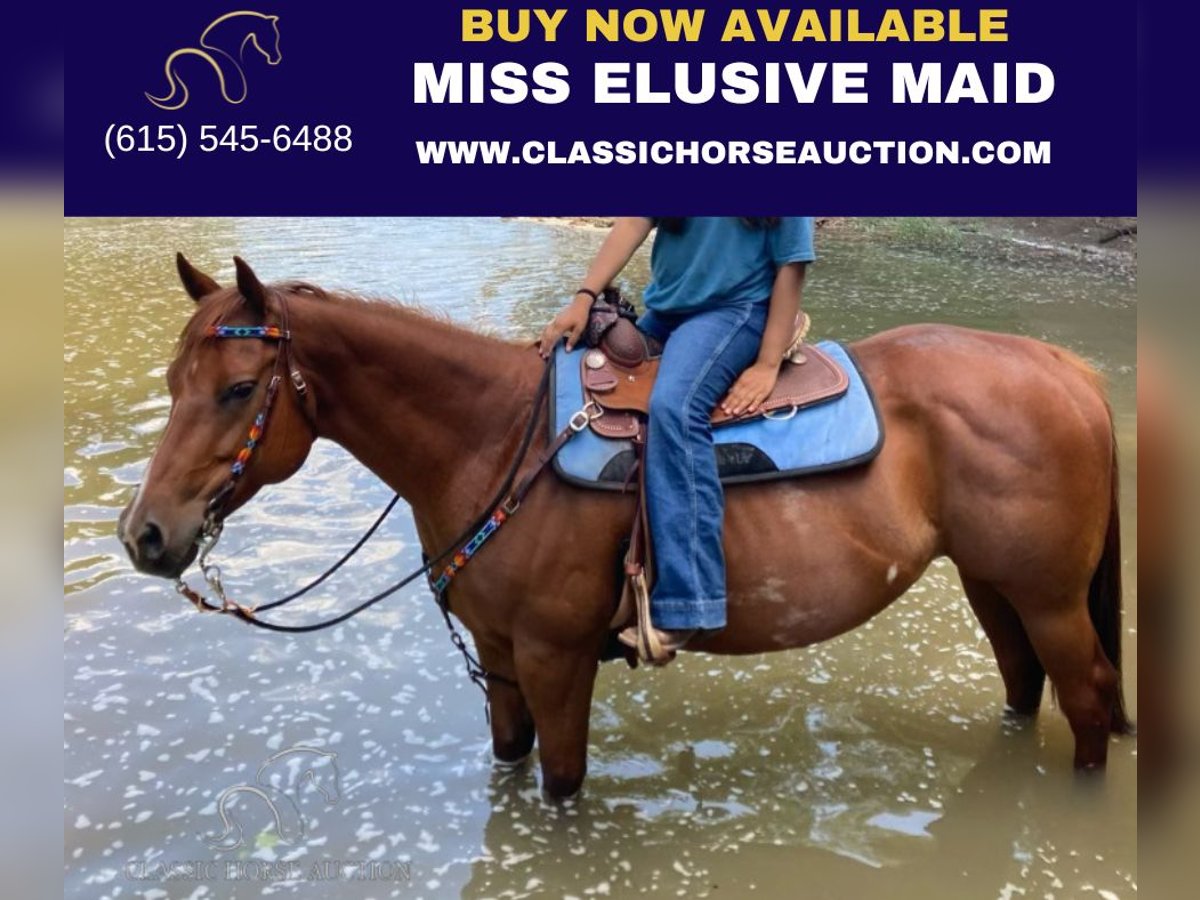 American Quarter Horse Stute 9 Jahre 152 cm in Fayetteville,AR