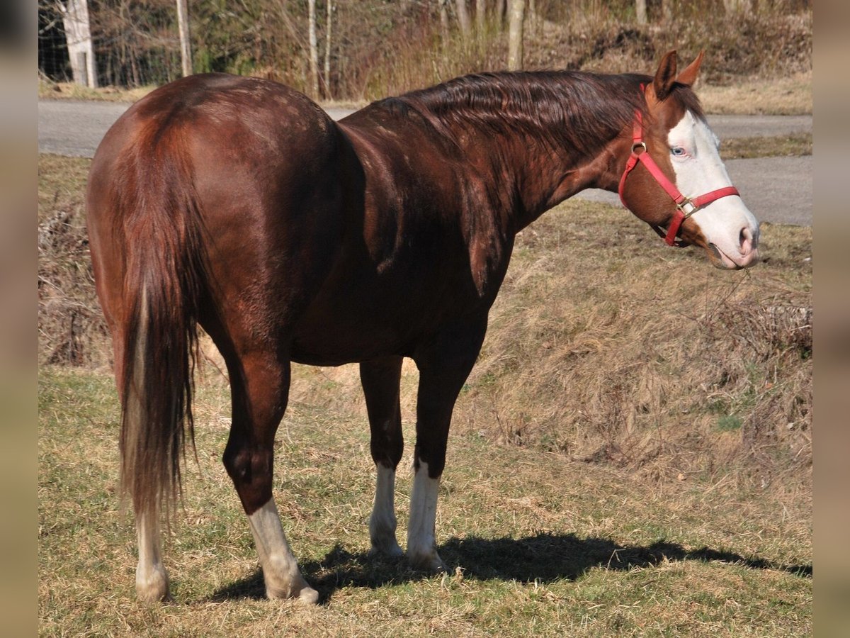 American Quarter Horse Stute 9 Jahre 153 cm Brauner in Holzkirchen