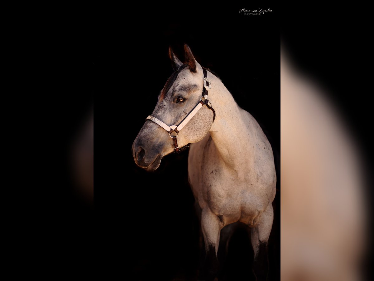 American Quarter Horse Stute 9 Jahre 160 cm Apfelschimmel in Pfronstetten