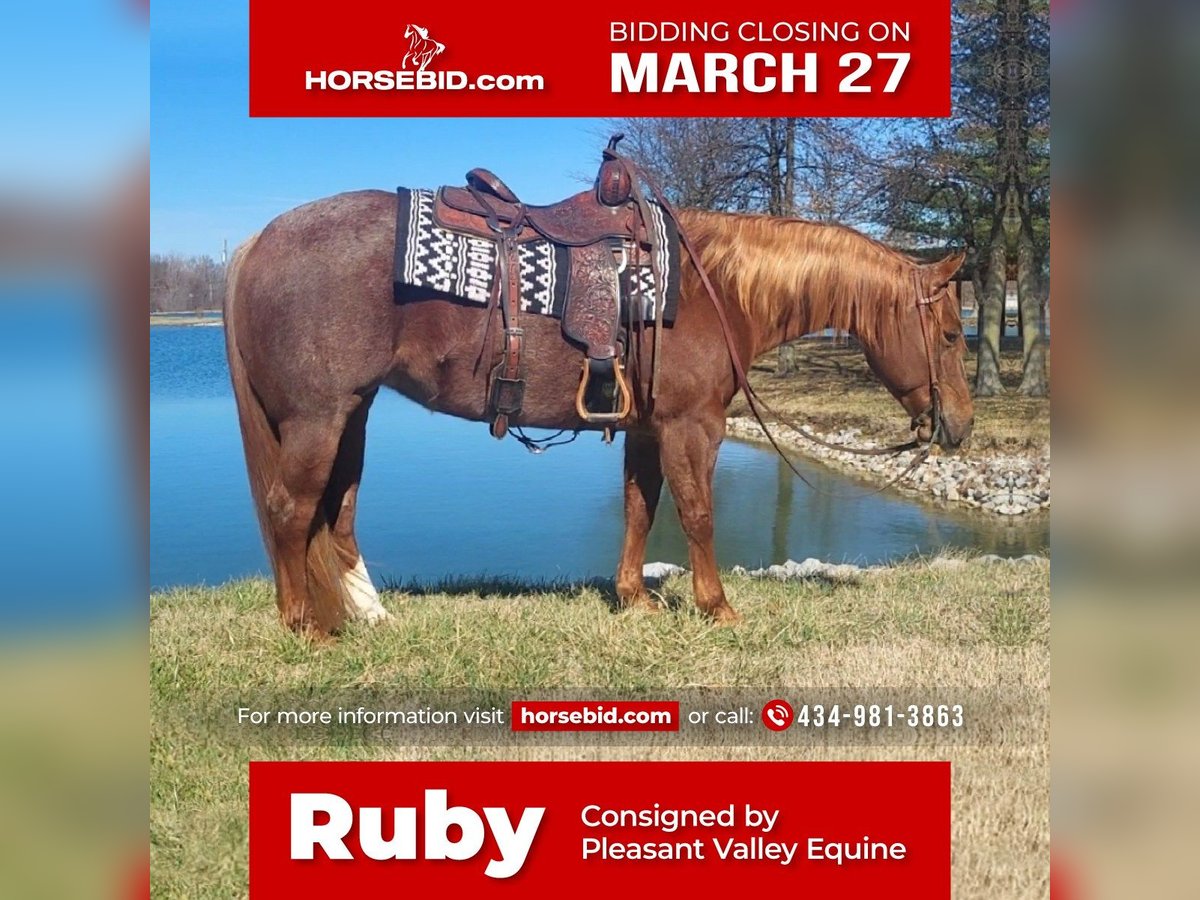 American Quarter Horse Stute 9 Jahre Roan-Red in Robards, KY
