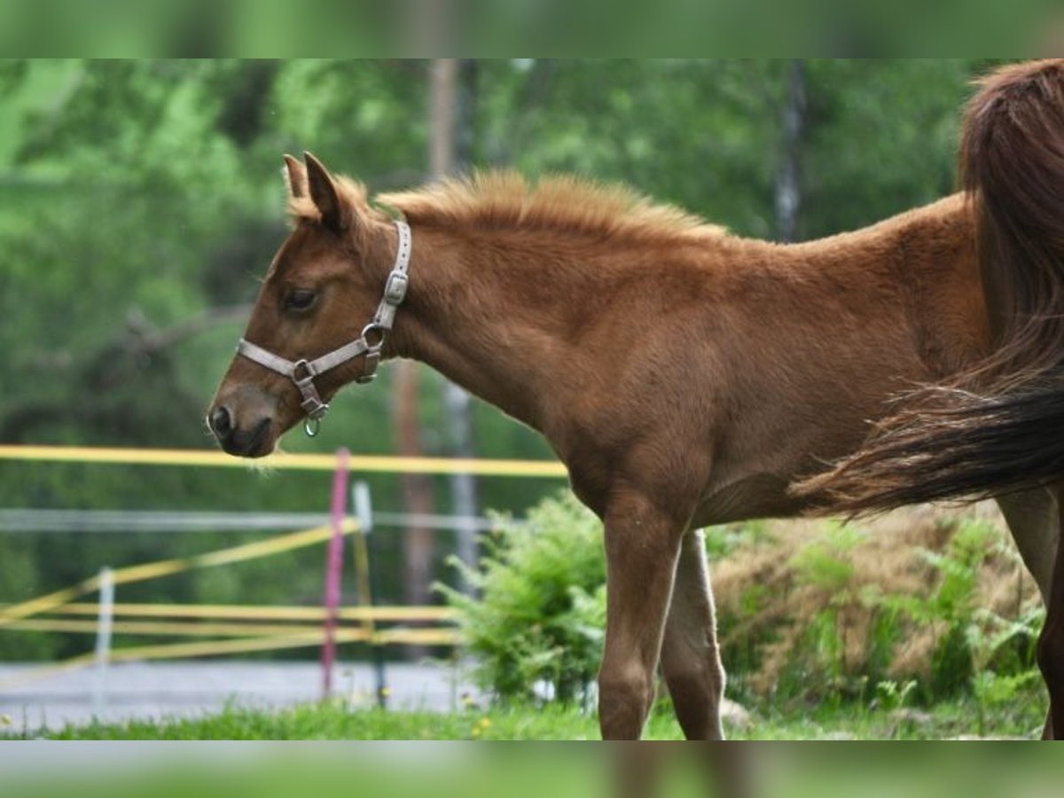 American Quarter Horse Stute  143 cm Dunkelfuchs in Mehlmeisel