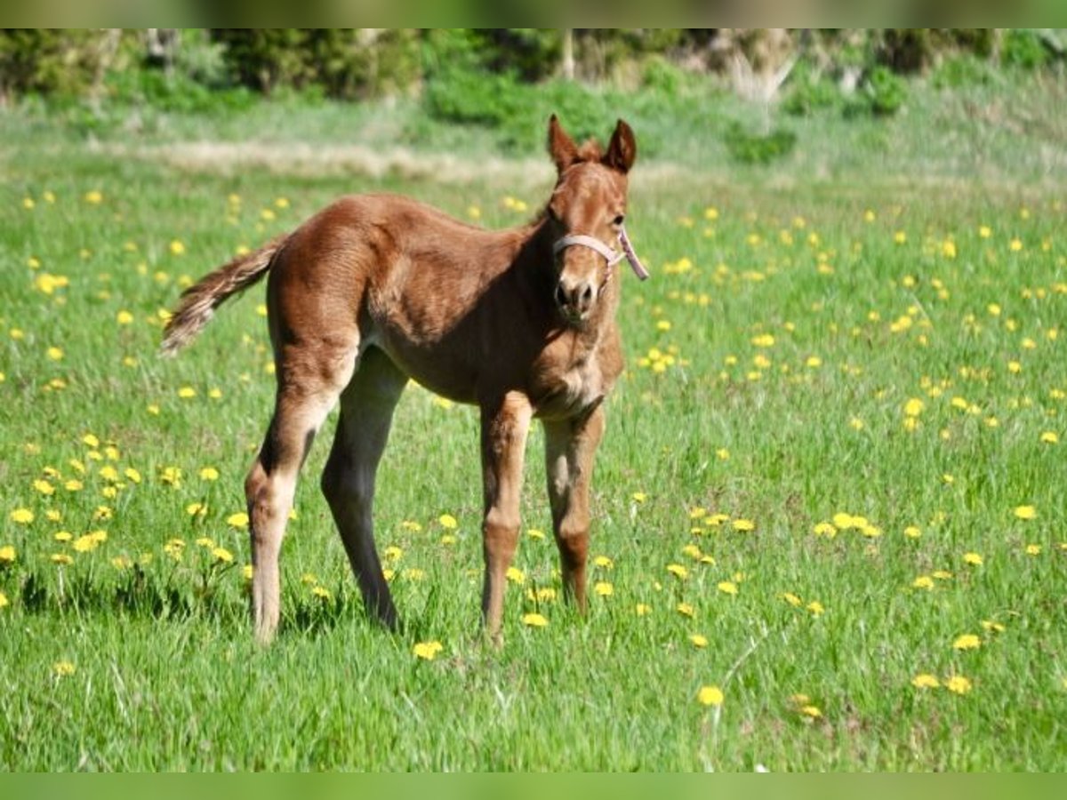 American Quarter Horse Stute  143 cm Dunkelfuchs in Mehlmeisel