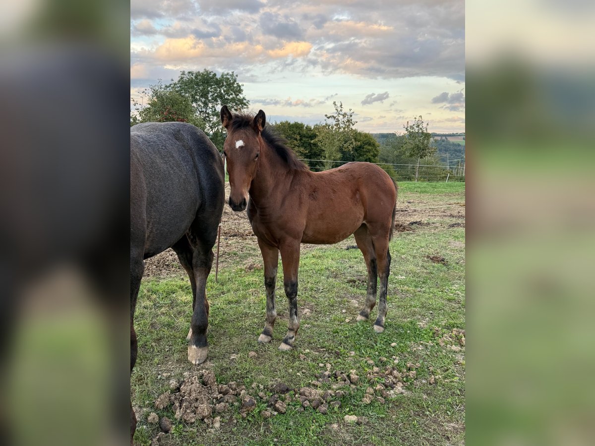 American Quarter Horse Mix Stute Fohlen (05/2025) 148 cm Brauner in Daleiden
